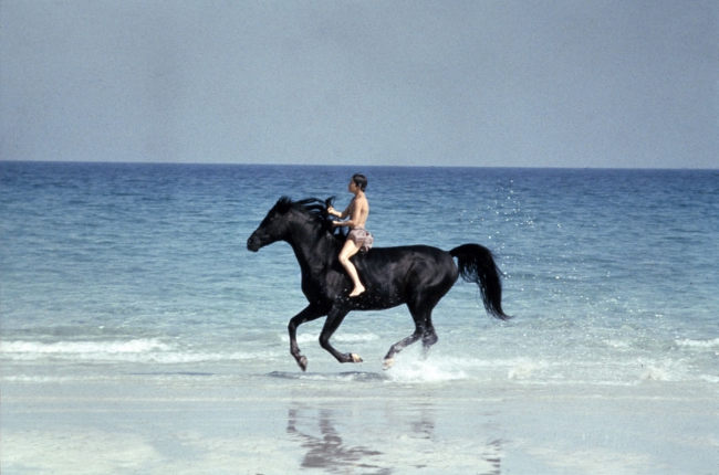 The Black Stallion 1979.jpg