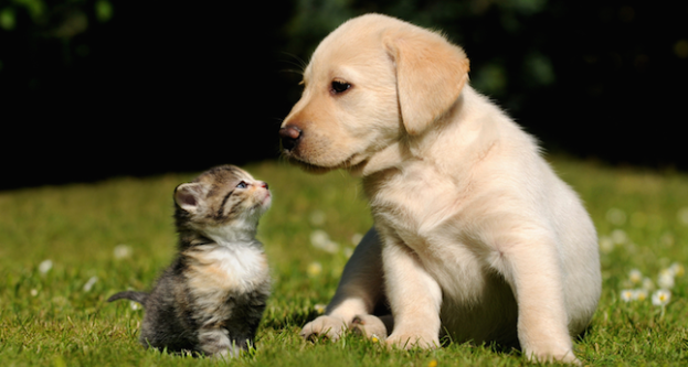 0319-Dog-and-Cat-ID-35198085.png