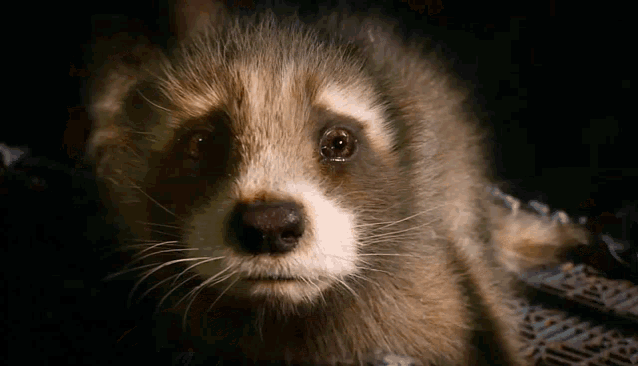 baby-rocket-baby-rocket-raccoon.gif