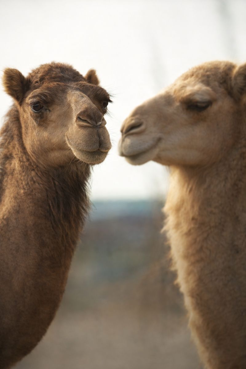 만약에 낙타.png.jpg