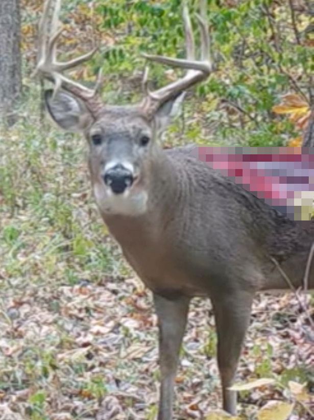 0_Zombie-whitetail-buck-in-Southern-Illinois-with-massive-wound.jpg
