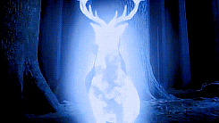 4EE54913-293C-4CFE-BC52-83837ABAB0B8.gif