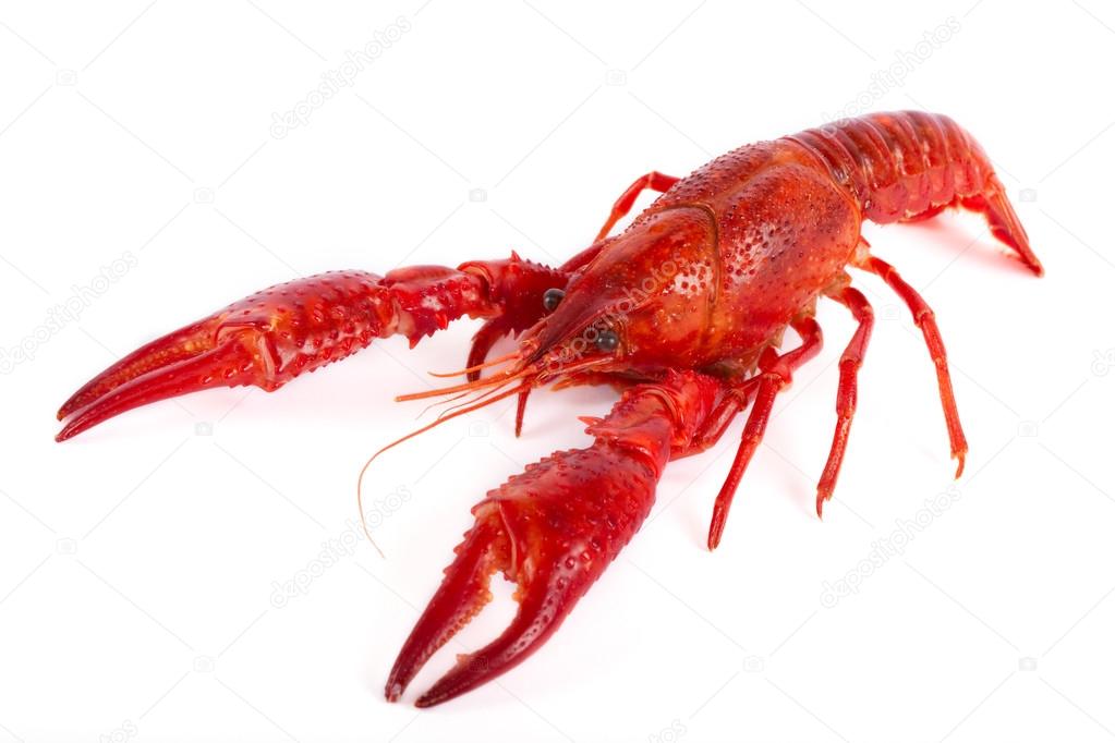 depositphotos_42702257-stock-photo-red-crawfish.jpg