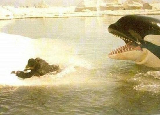 orca_1977-1.jpg