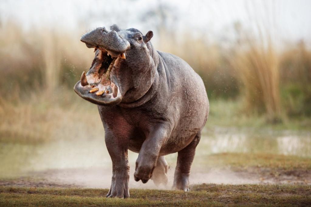 A killer hippo horror movie titled ‘HUNGRY’ is in .jpg