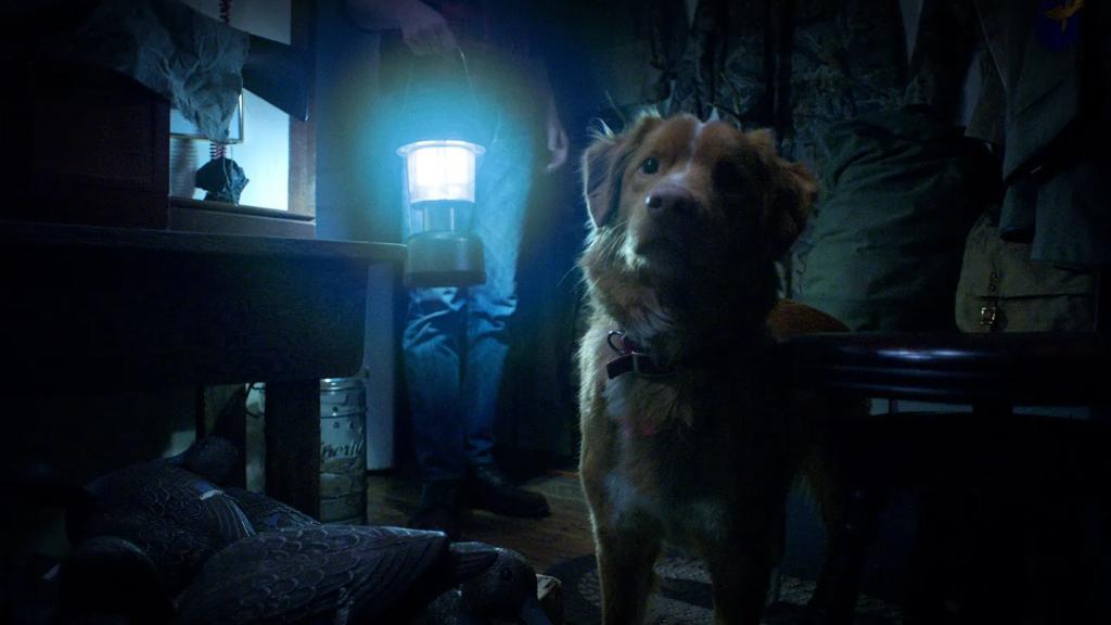 1440x810_0052_good-boy-312951.webp.jpg