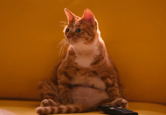 애용이2.gif
