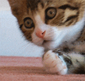 1539672488_676452636.gif