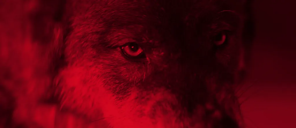 Resaurus Red Riding 익스트림무비 - Psychonaut, Red Riding 새 이미지