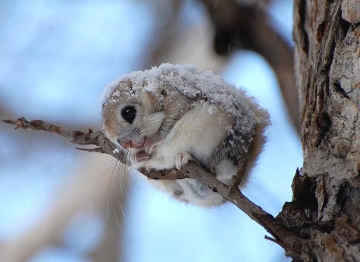 360208,xcitefun-flying-squirrel-10.jpg