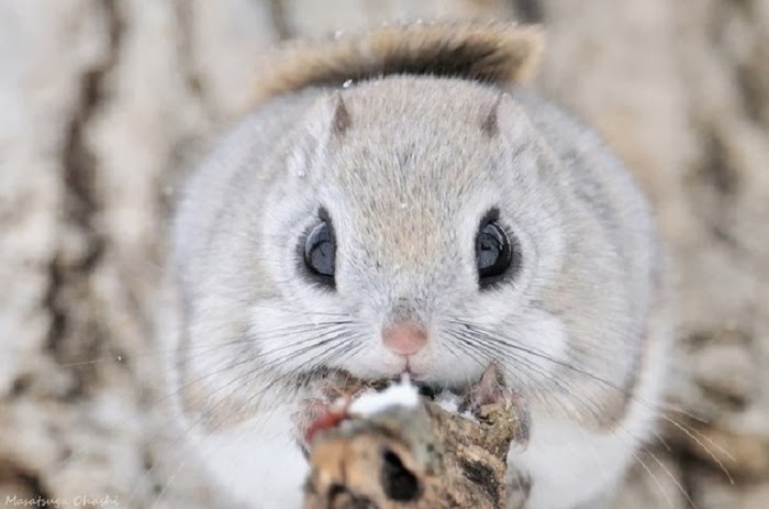 Japanese small flying squirrel are nocturnal animals.jpg