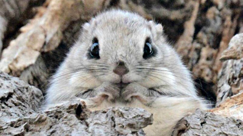 japanese-siberian-flying-squirrels.jpg