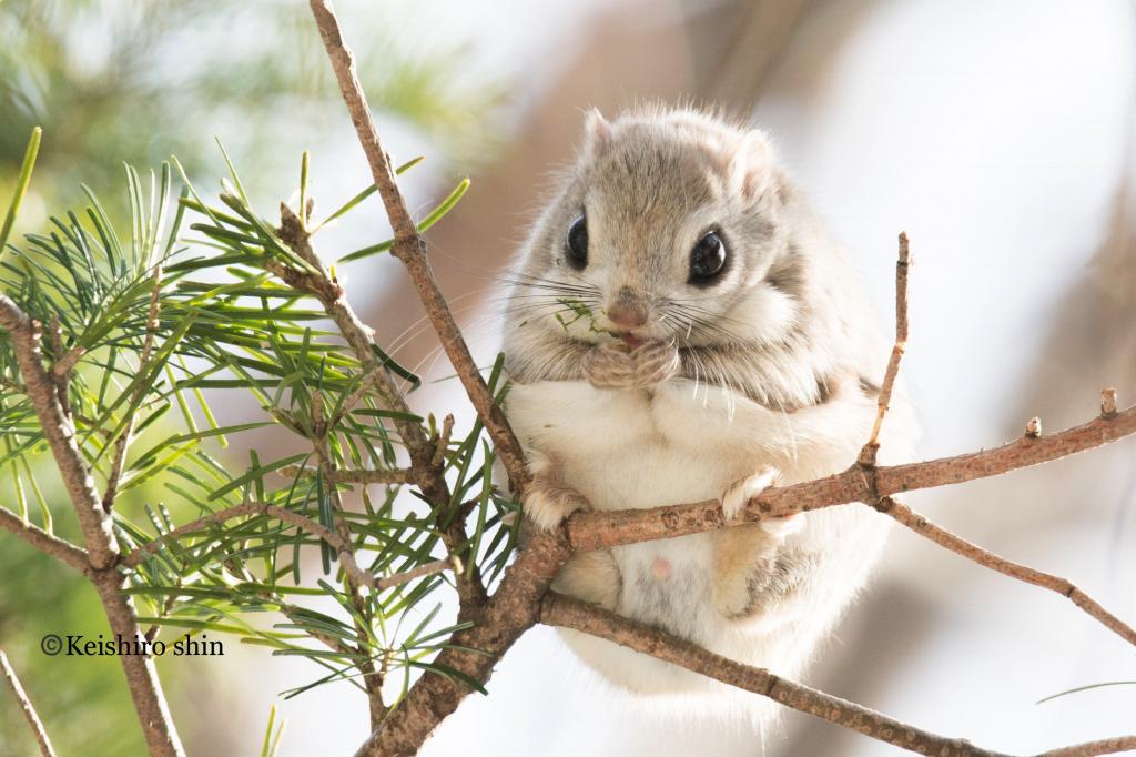 Japanese-flying-squirrel-Keishiro-Shin_3.jpg