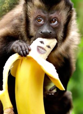 monkey-banana-2.png.jpg