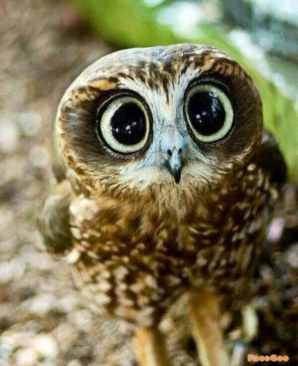 owl (8).jpg
