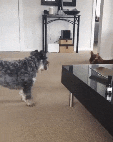 B242EE91-694E-4C00-BFF4-FB9B5EA26A79.gif