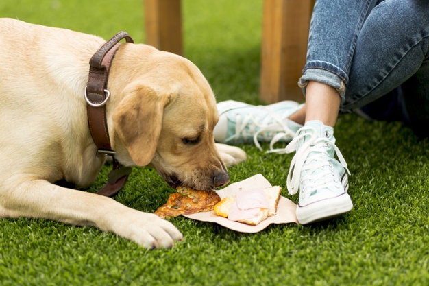 dog-eating-sandwich-park_23-2148242595.jpg