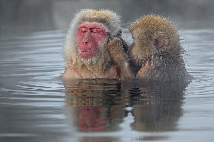 monkeys-japanese-macaque-animal-japanese-macaque-wallpaper-preview.jpg
