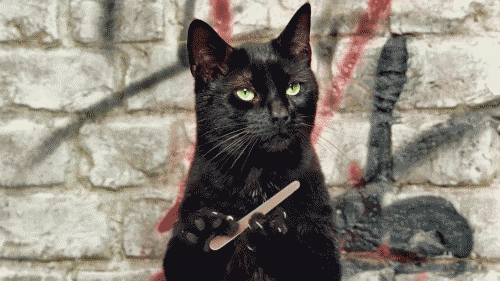 cat-yes-do-go-on-this-is-all-so-interesting.gif