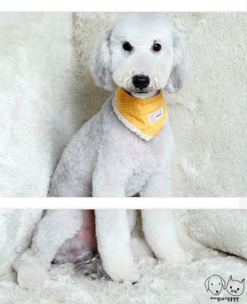 new_snoopy.jpg