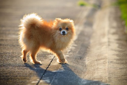 Pomeranian.jpg