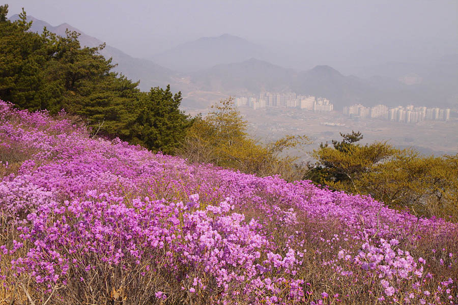 익스트림무비 - 쿨스 꽃사 - 창원 천주산 진달래
