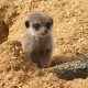 Meerkat